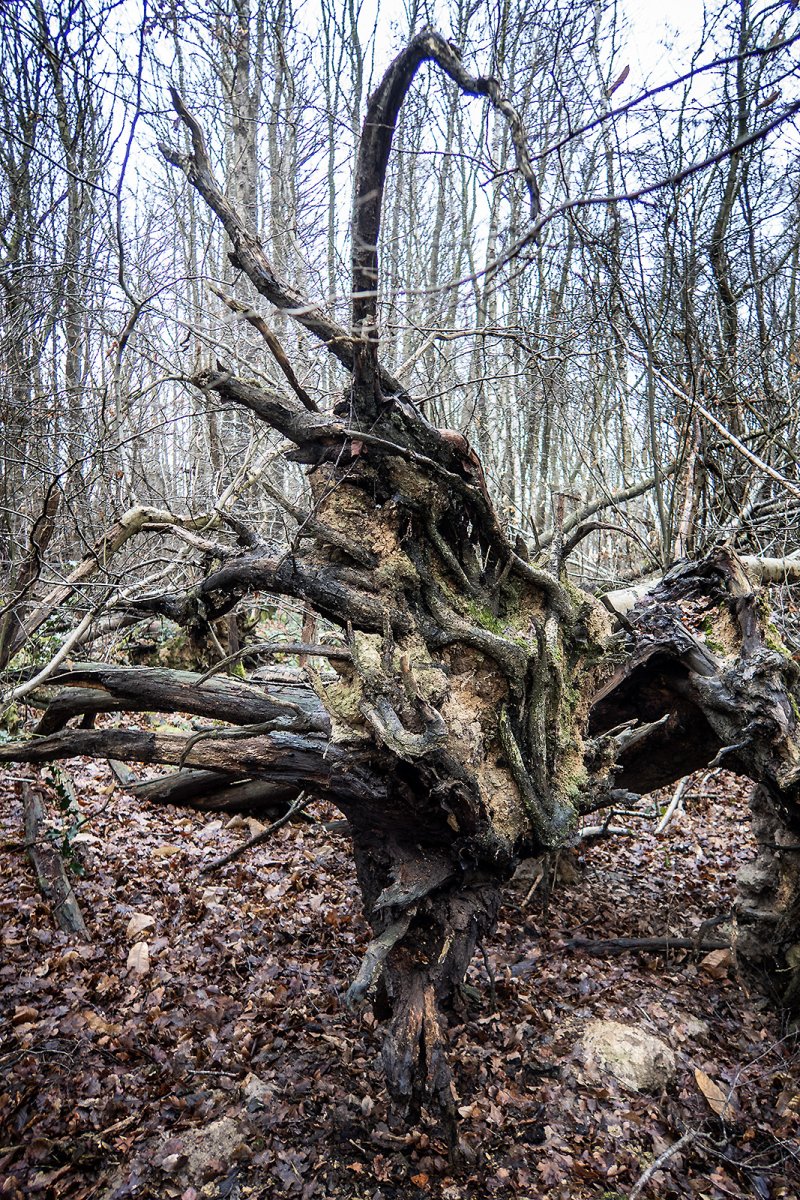 obsessing about old stumps