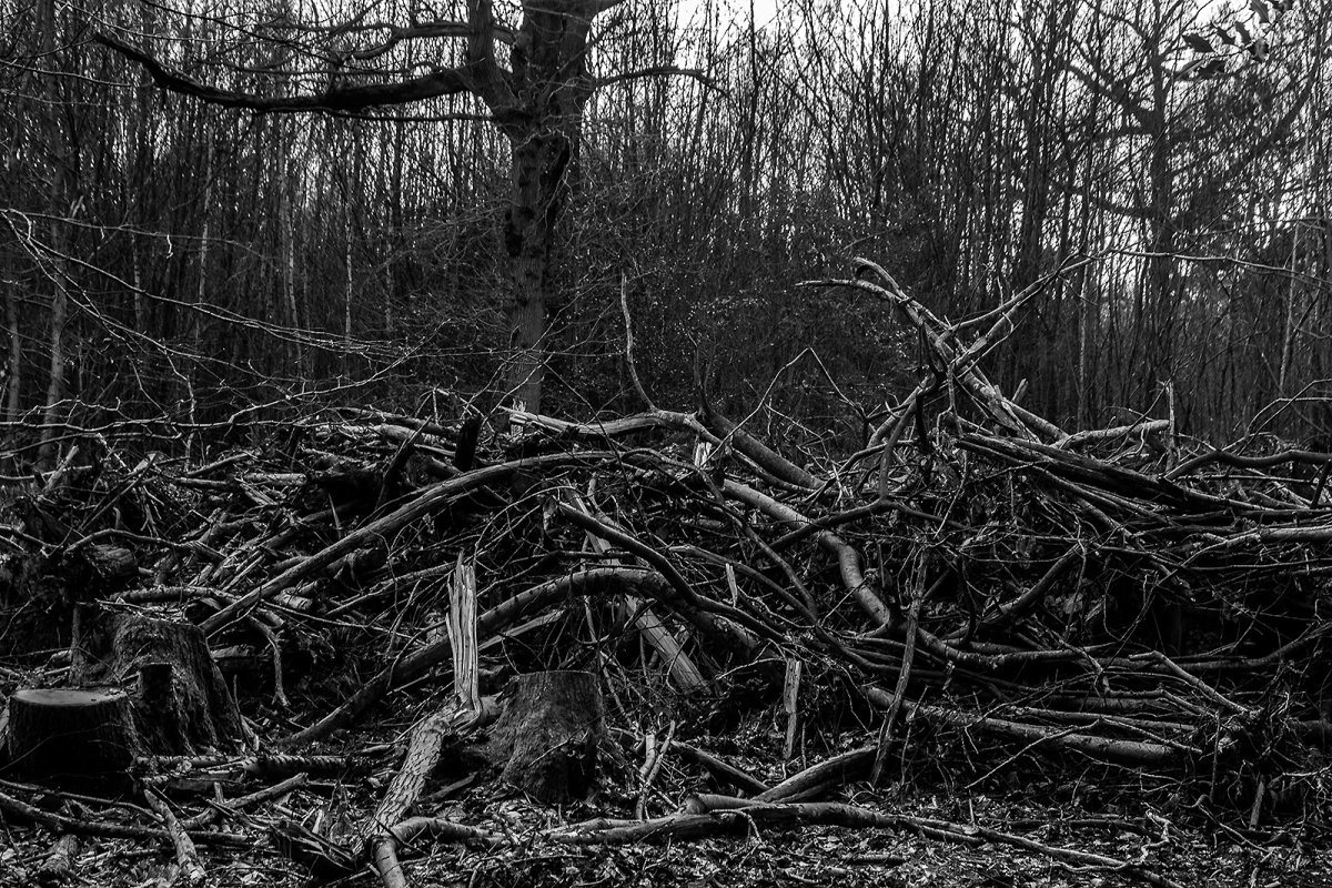 some brash is bigger than others