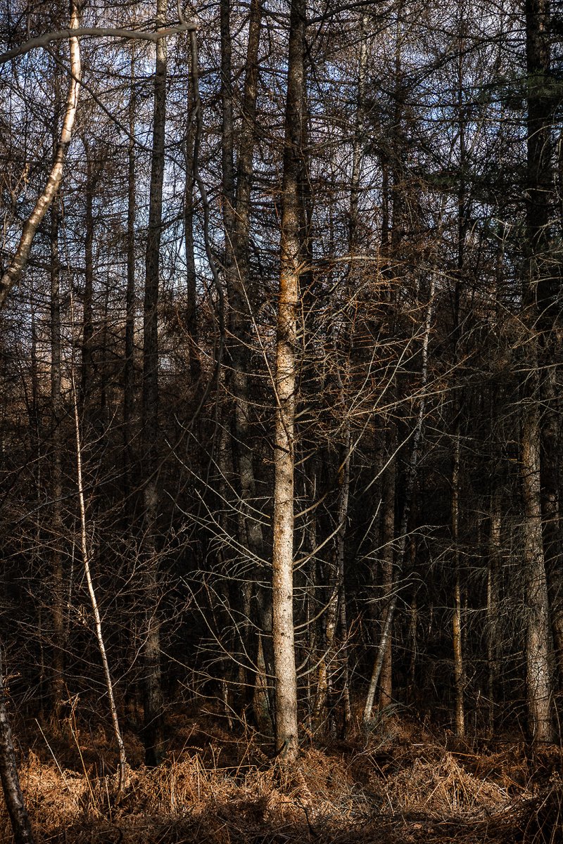 last of the summer pine