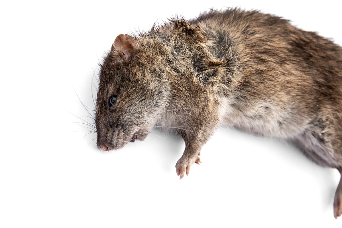 this rat's not dead: it's sleeping