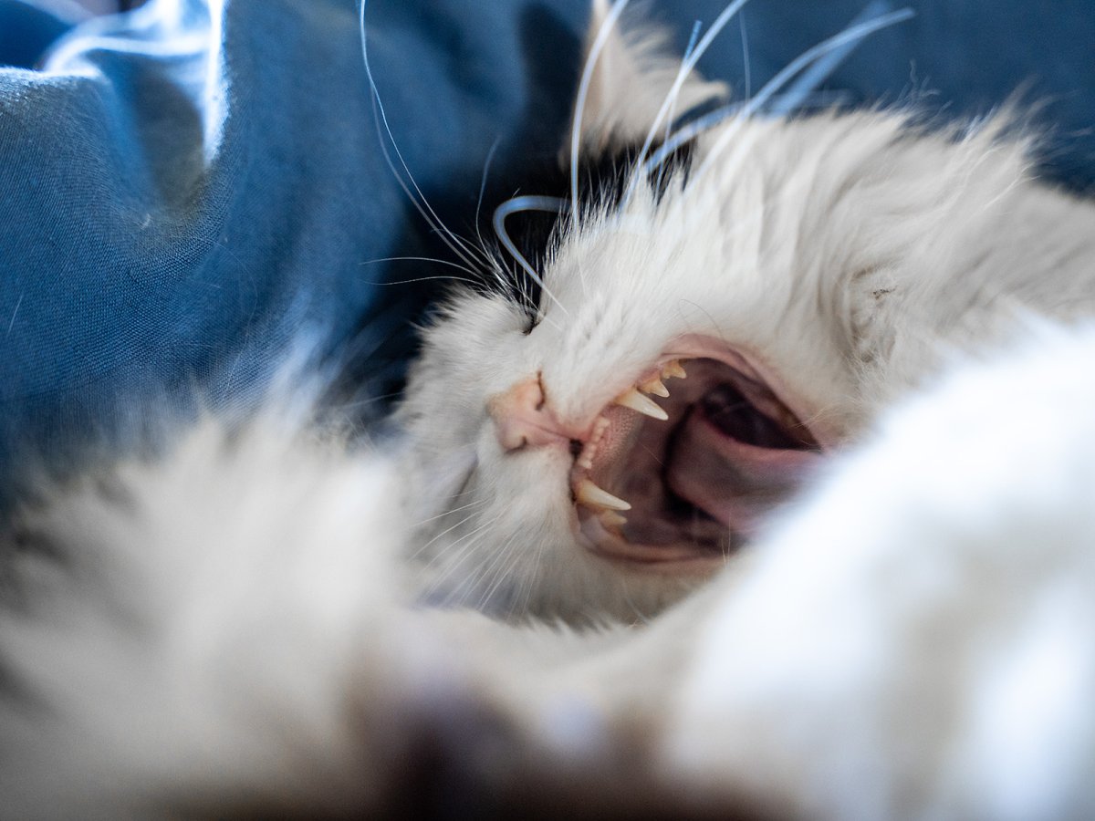 Zelenskyy expressing my emotions