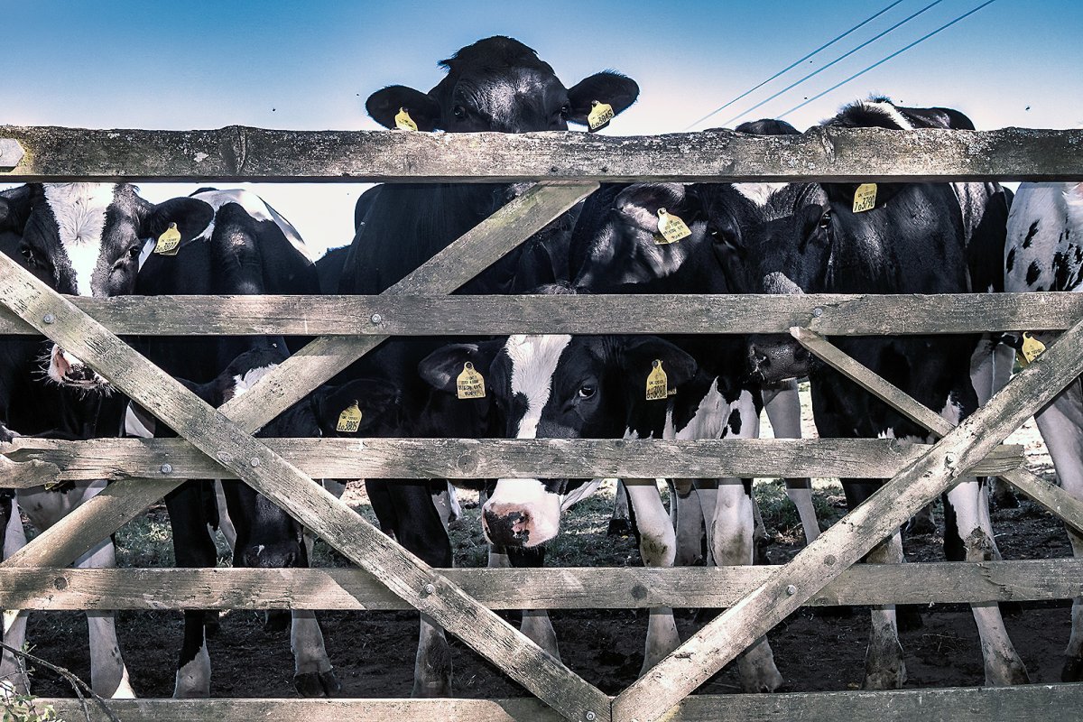 COWS! COWS! COWS!