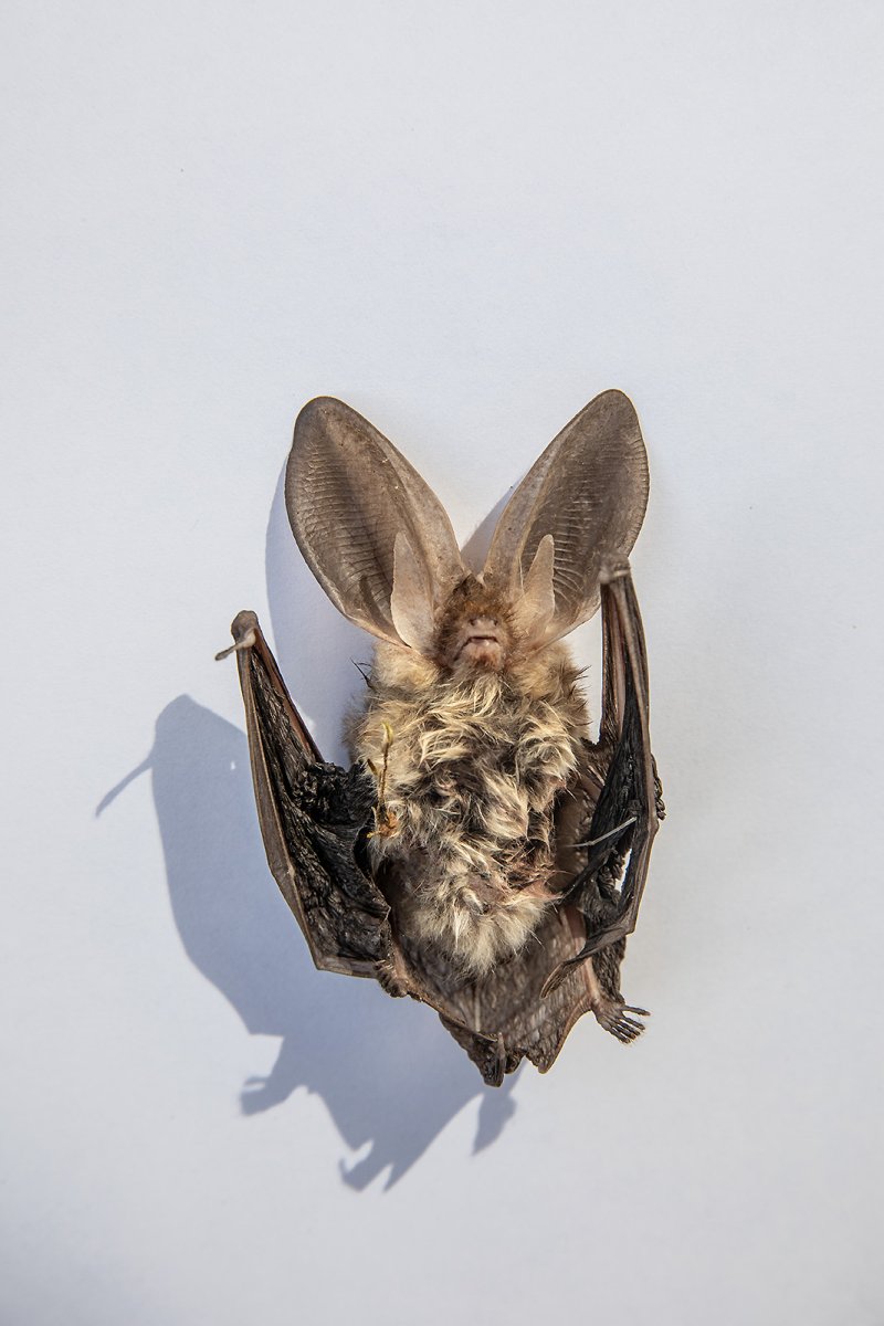 brown long eared bat