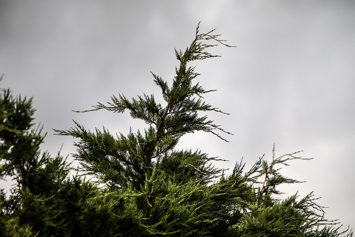 Leylandii