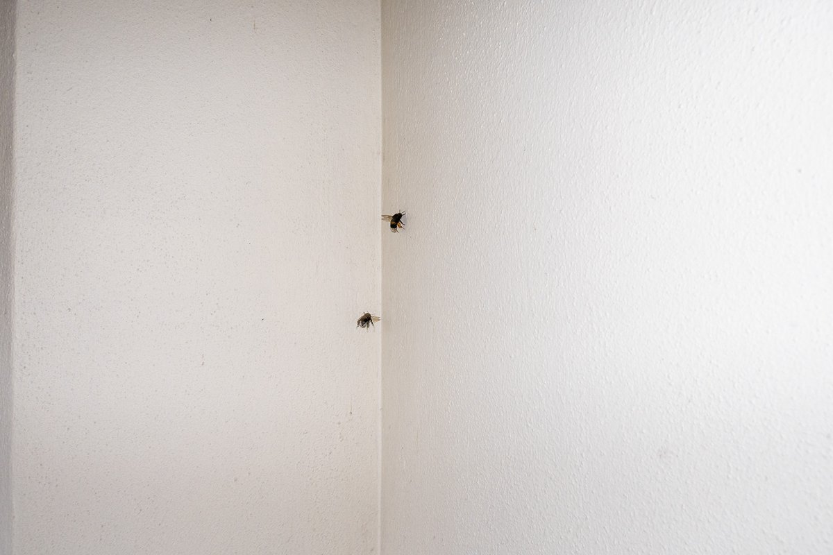 busy bees