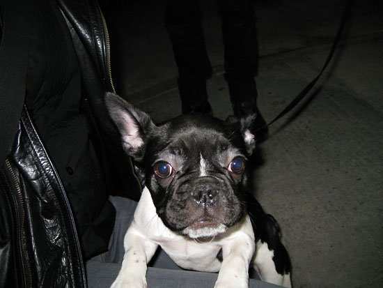 frenchie