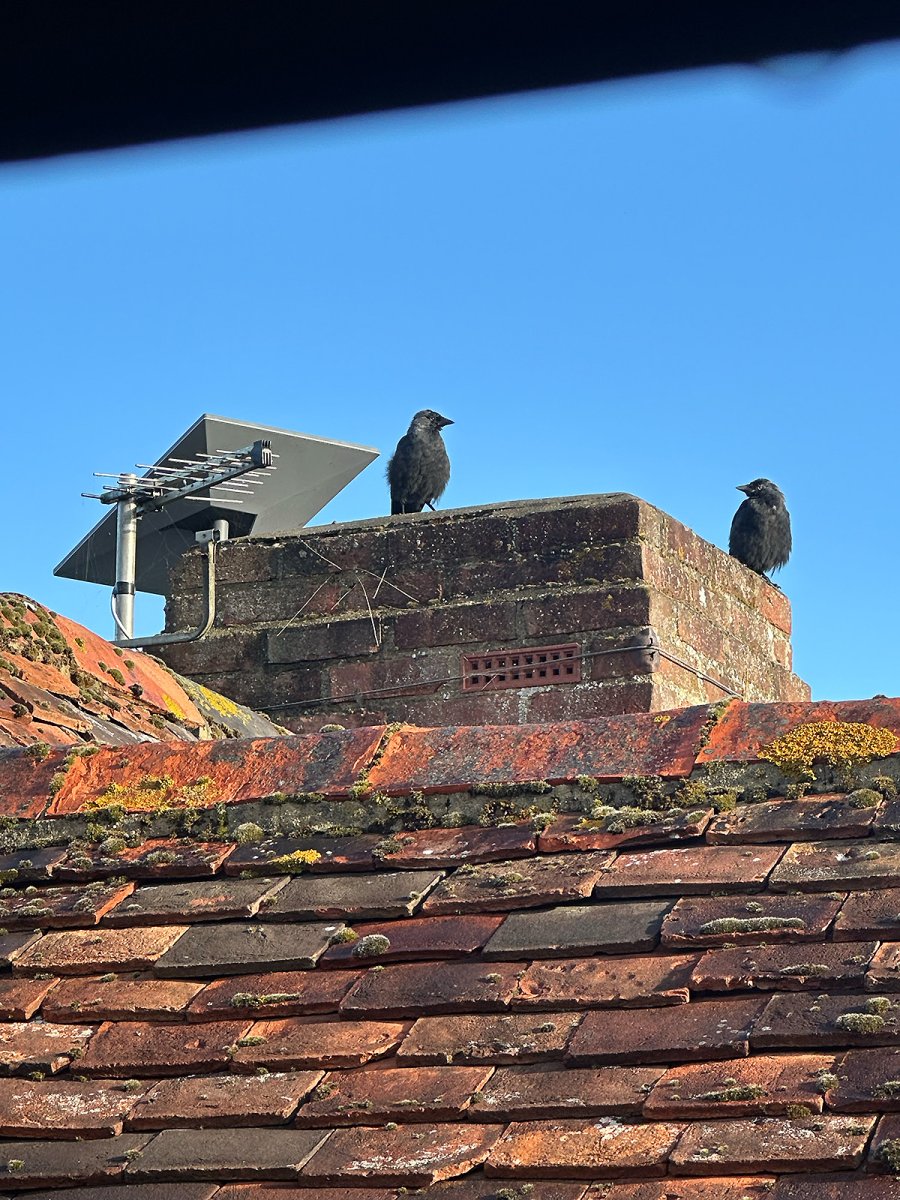 chimney dwellers and starlink