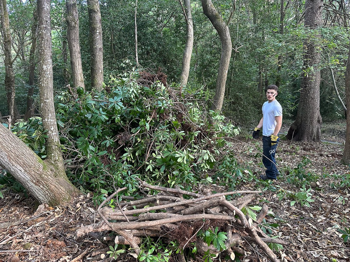more rhododendron murdering