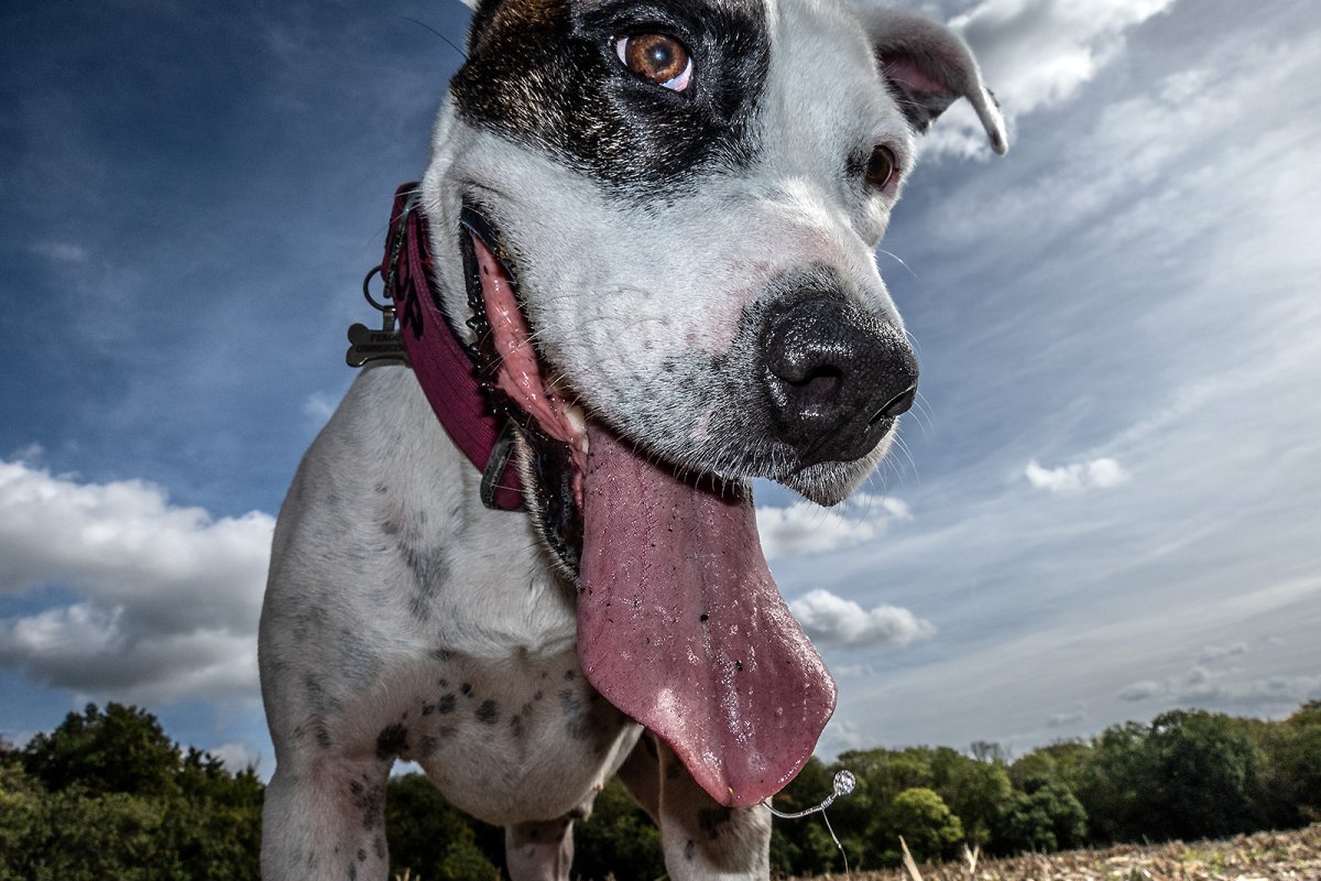 snoop