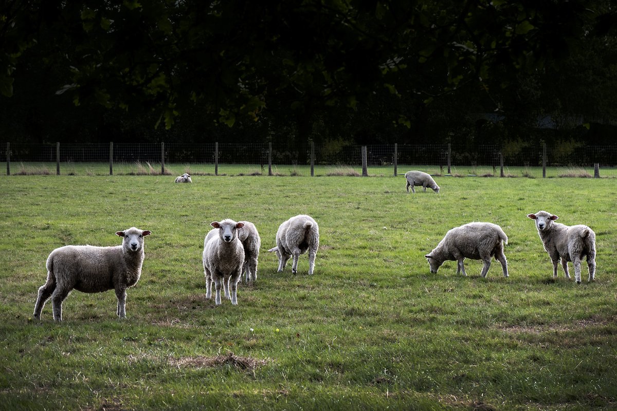 sheeps