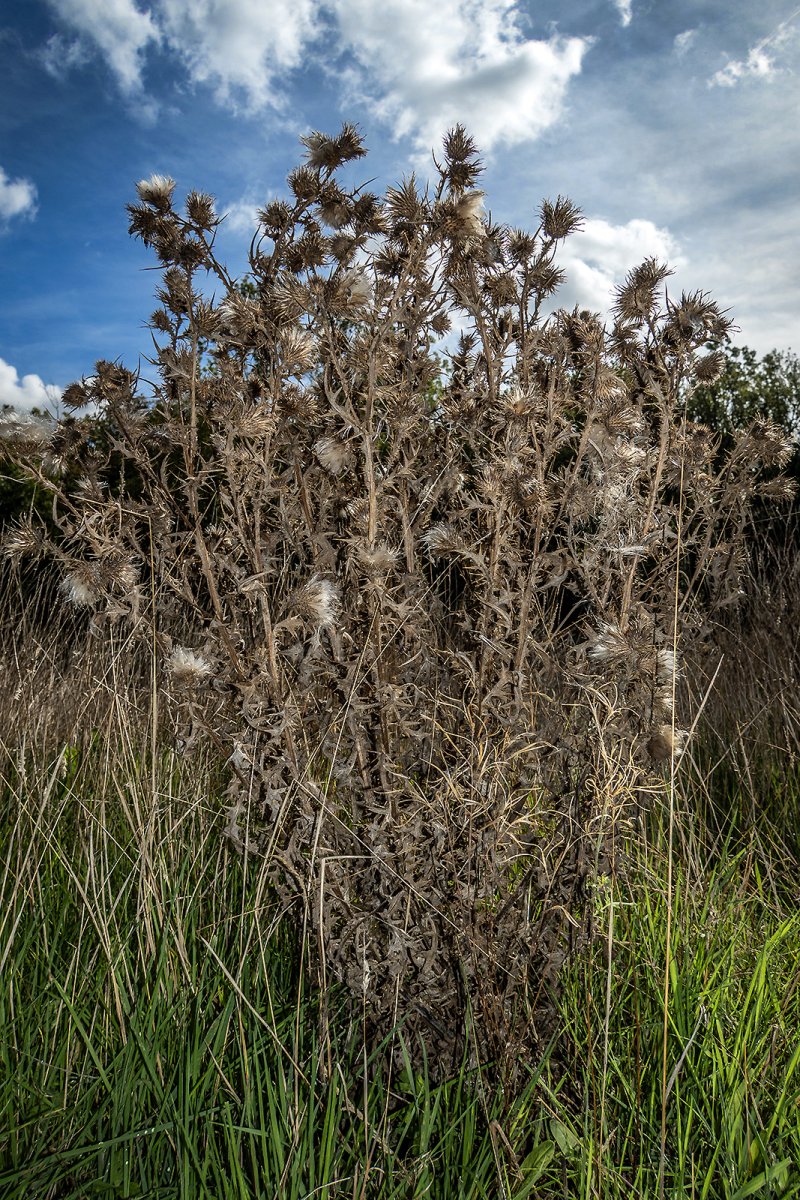 thistle