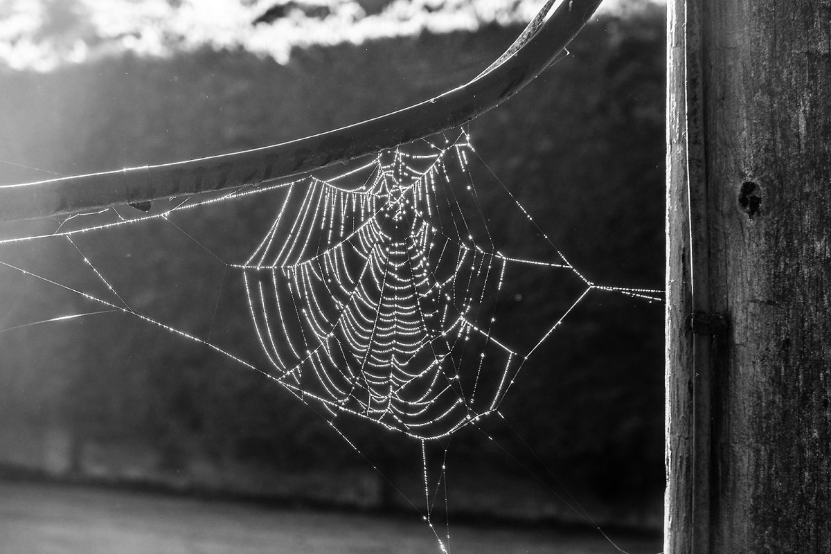 the world wide web