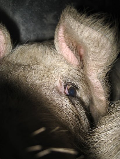 day of the pigs
