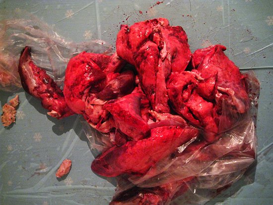 tongues and lungs