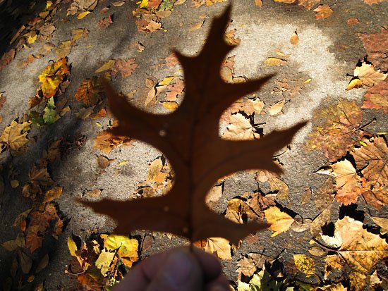 name this tree