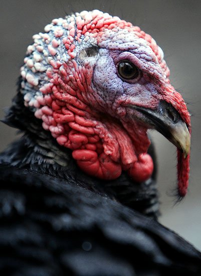 happy thanksgiving