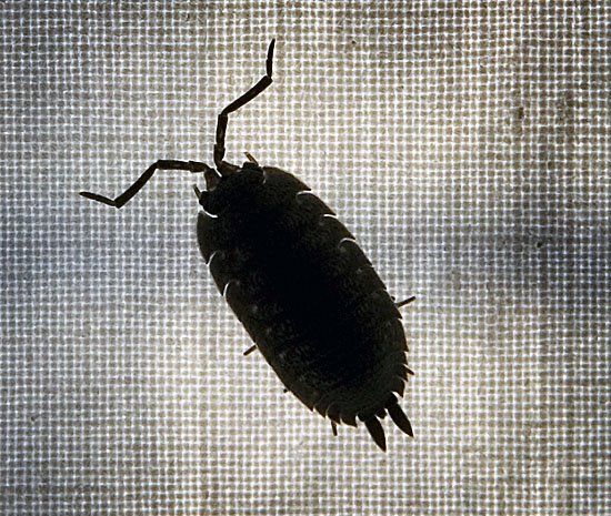 wood louse
