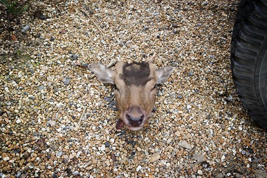 oh dear dead deer