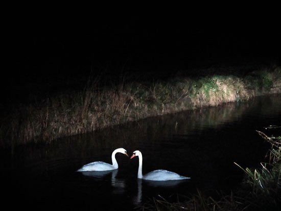 lovers in the light