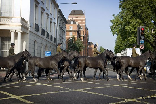 horse crossing