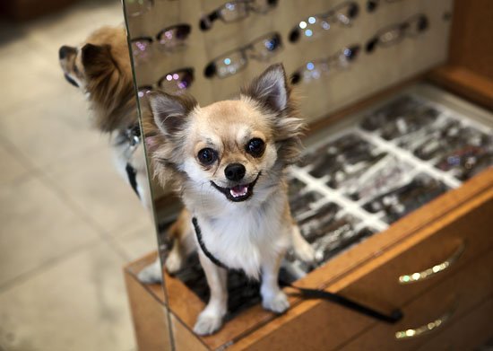 un cheerful chien
