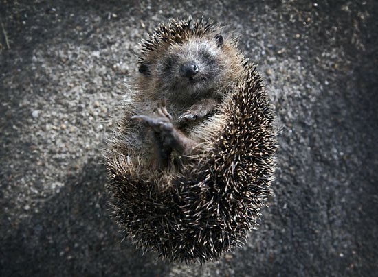 mr tiggy-winkle