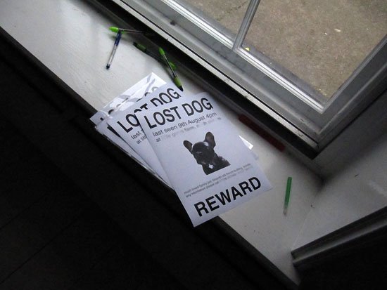 juste un chien