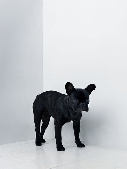 ludwig von t-bone