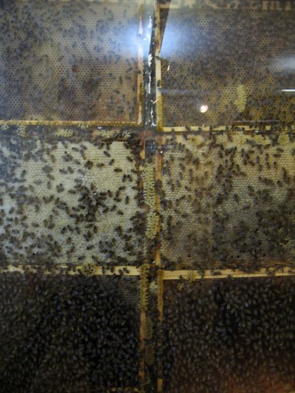 bees knees