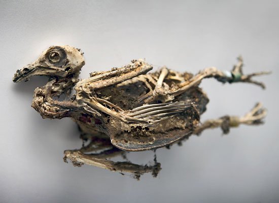 lost: one racing pigeon. if found, please return to... 