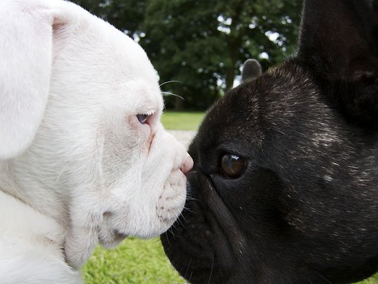 ebony and ivory...