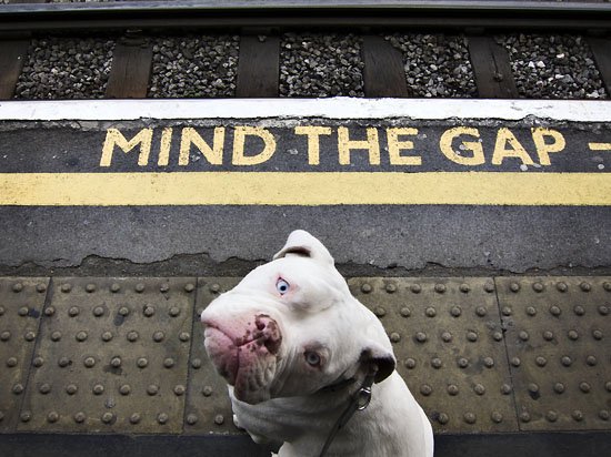 mind the dog