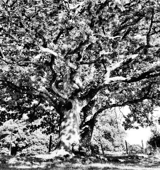 magic tree