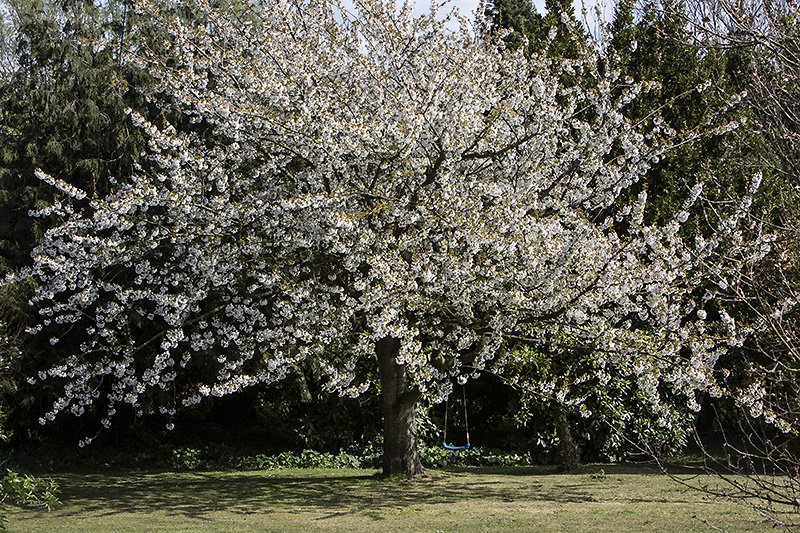 blossom