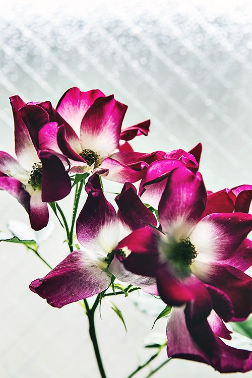rose