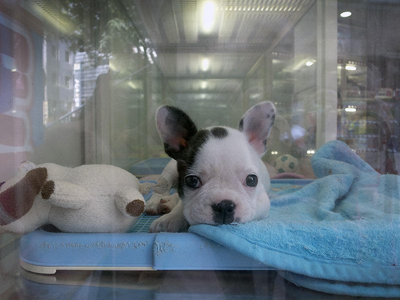 japanese frenchie puppy