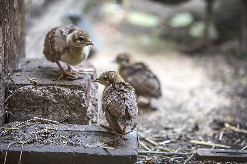 new family members of perou farm