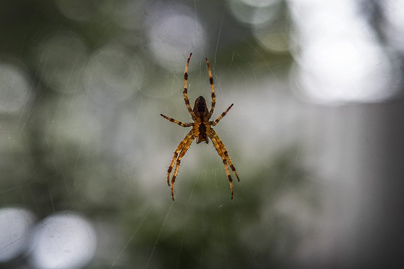 stripey spiders