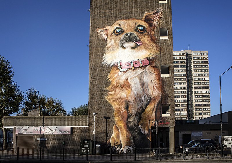 i want a dog�
