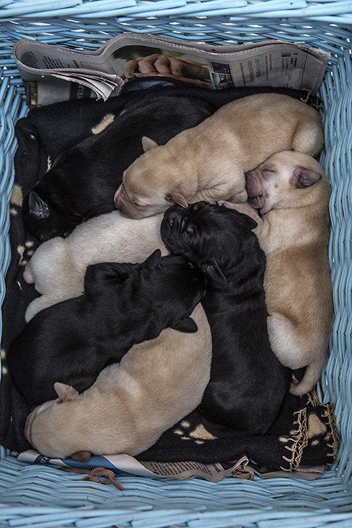 puppppppppy power