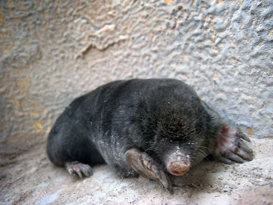 more mole