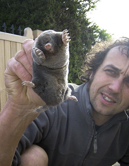 more more mole