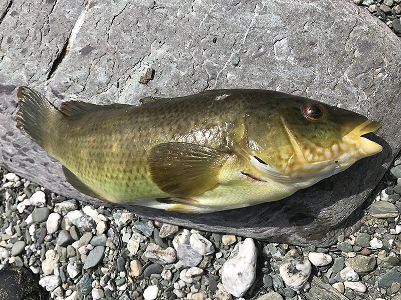 the wrong fish...